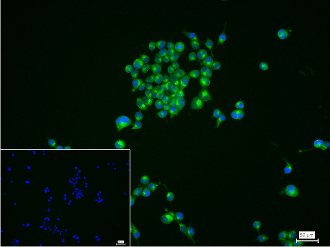 GOLPH2 Antibody in Immunocytochemistry (ICC/IF)