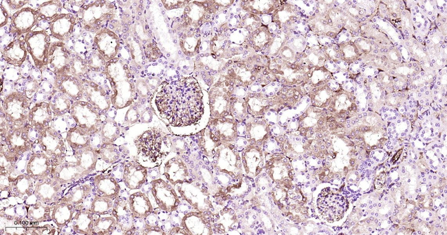 ApoA1 Antibody in Immunohistochemistry (Paraffin) (IHC (P))
