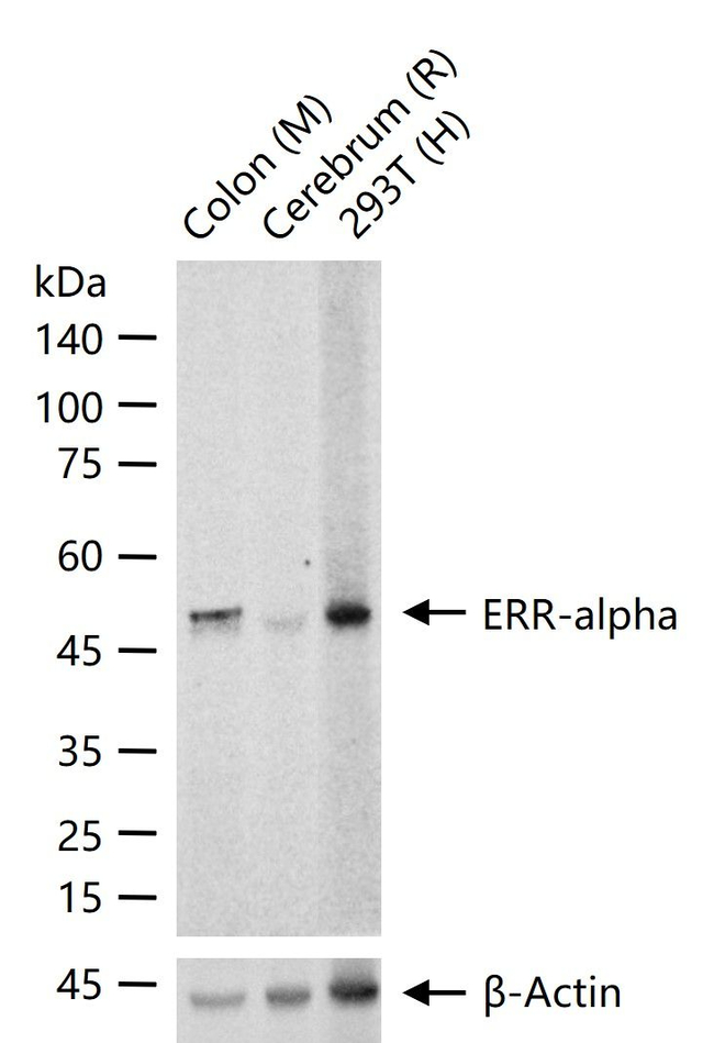 ESRRA Antibody in Western Blot (WB)