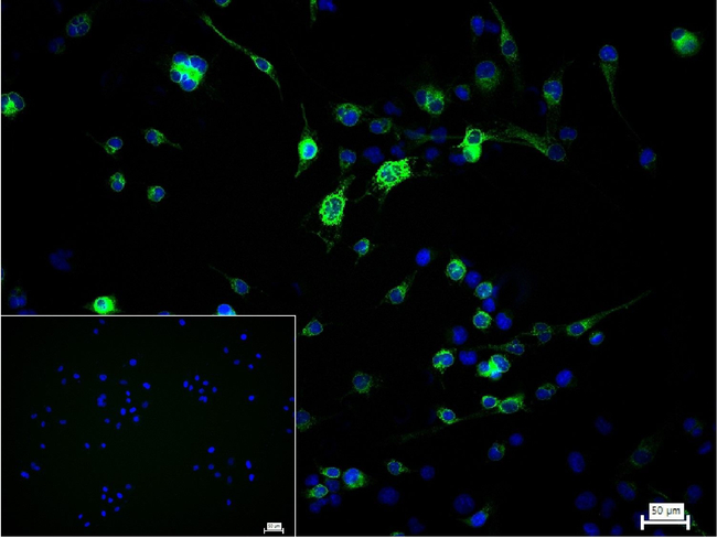 SERCA1 ATPase Antibody in Immunocytochemistry (ICC/IF)