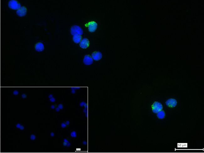 NLRP3 Antibody in Immunocytochemistry (ICC/IF)