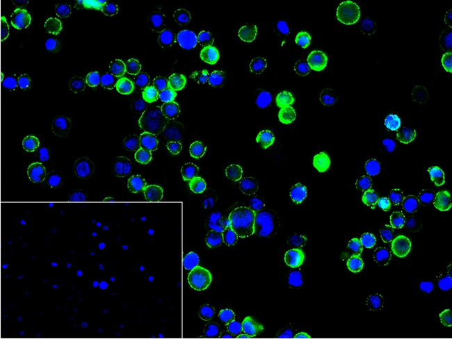 LSP1 Antibody in Immunocytochemistry (ICC/IF)
