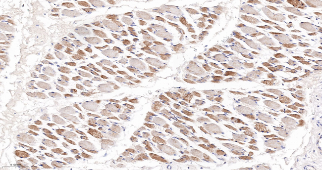 ATP5G1 Antibody in Immunohistochemistry (Paraffin) (IHC (P))
