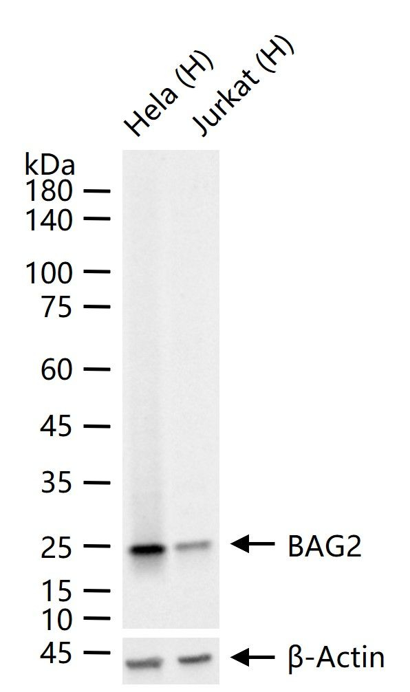 BAG2 Antibody in Western Blot (WB)