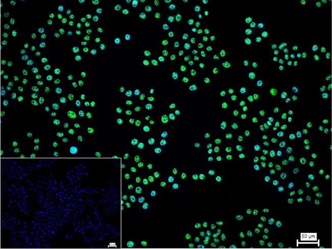 PRP19 Antibody in Immunocytochemistry (ICC/IF)