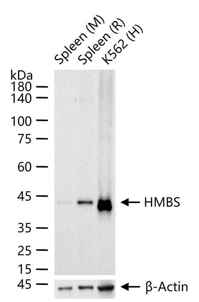 HMBS Antibody in Western Blot (WB)