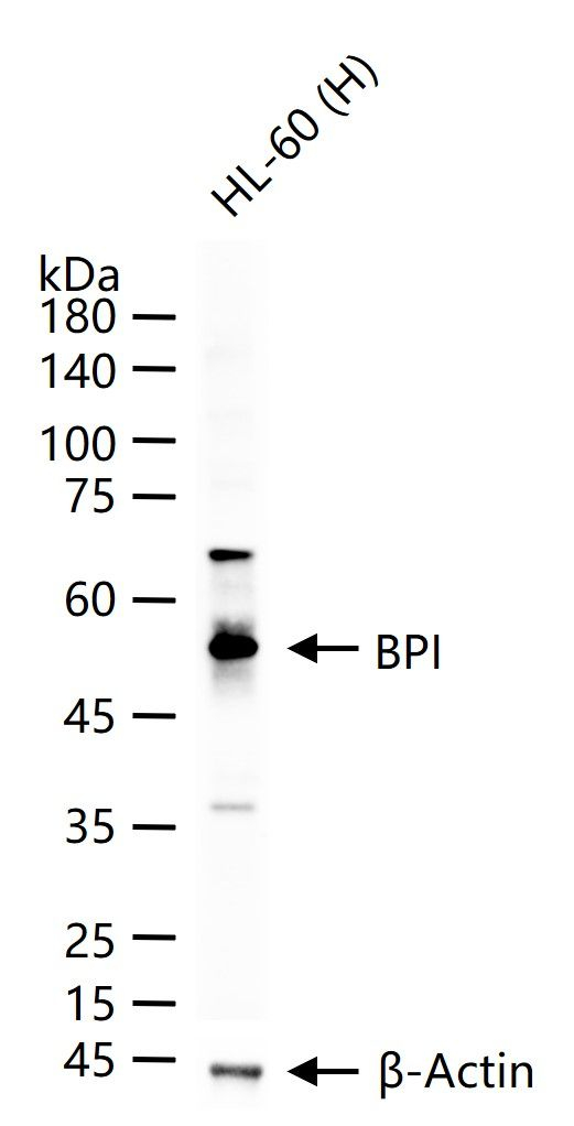 BPI Antibody in Western Blot (WB)