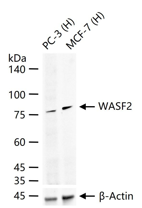 WAVE2 Antibody in Western Blot (WB)