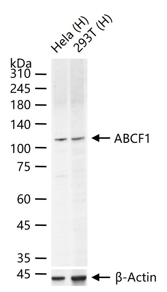 ABCF1 Antibody in Western Blot (WB)