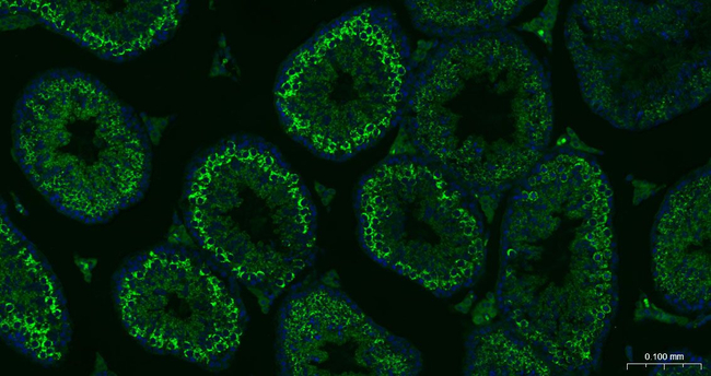 SMAC Antibody in Immunohistochemistry (Paraffin) (IHC (P))