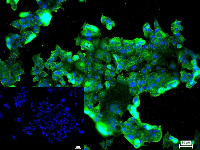 VAV2 Antibody in Immunocytochemistry (ICC/IF)