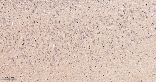 COX1 Antibody in Immunohistochemistry (Paraffin) (IHC (P))