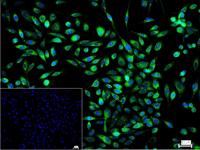DKK1 Antibody in Immunocytochemistry (ICC/IF)