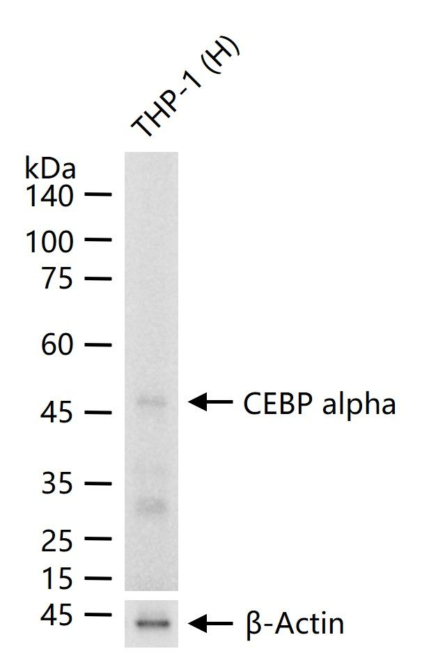 C/EBP alpha Antibody in Western Blot (WB)