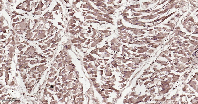 DJ-1 Antibody in Immunohistochemistry (Paraffin) (IHC (P))