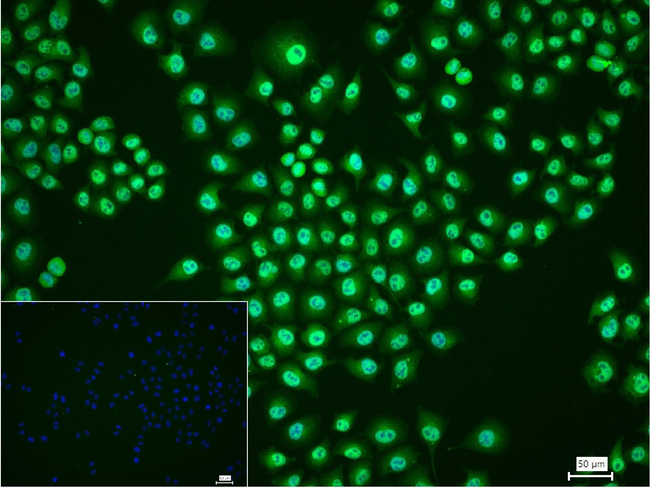TNFAIP3 Antibody in Immunocytochemistry (ICC/IF)
