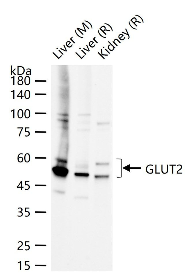 GLUT2 Antibody in Western Blot (WB)