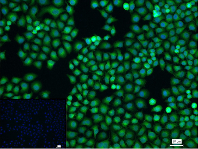 MKK7 Antibody in Immunocytochemistry (ICC/IF)