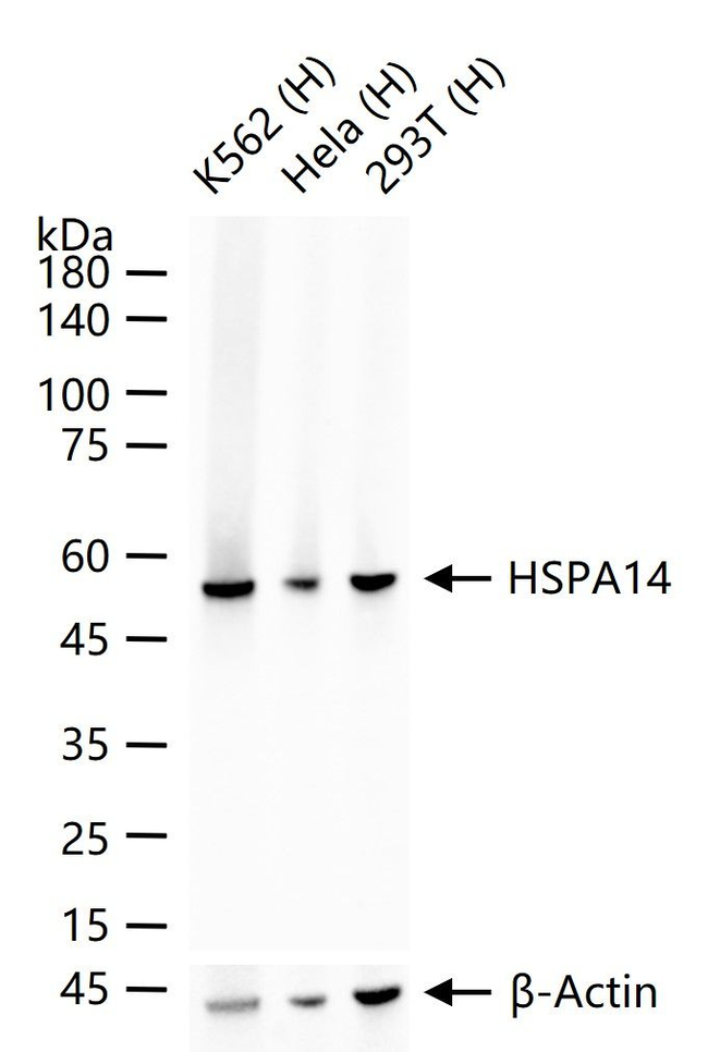 HSPA14 Antibody in Western Blot (WB)