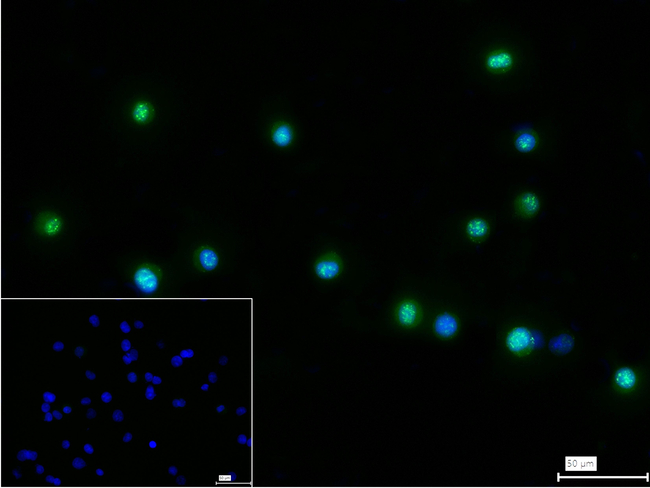 CDC25C Antibody in Immunocytochemistry (ICC/IF)