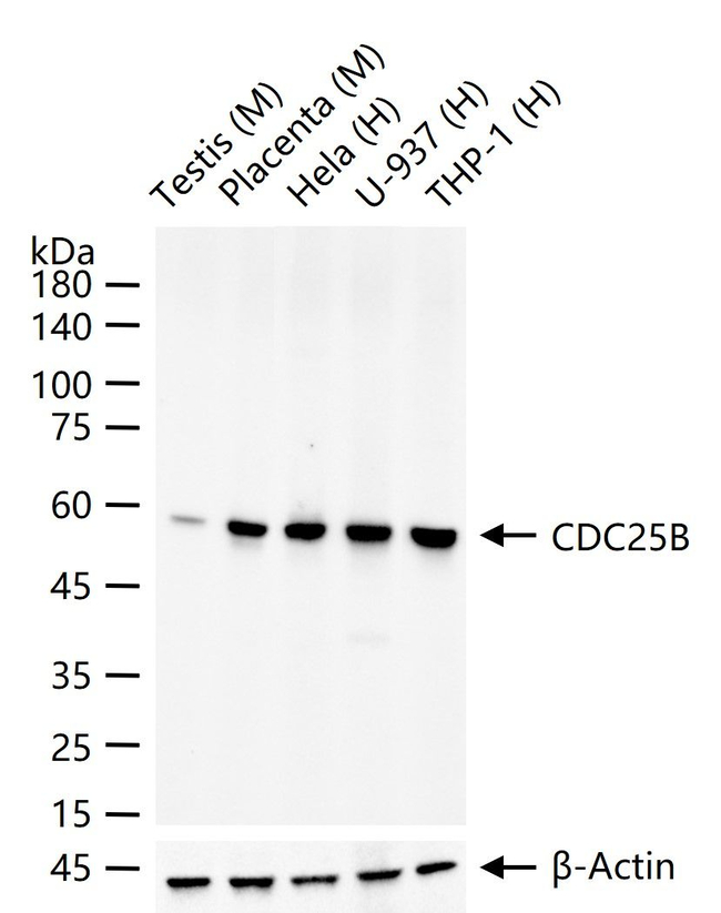 CDC25B Antibody in Western Blot (WB)