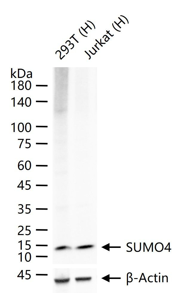 SUMO4 Antibody in Western Blot (WB)
