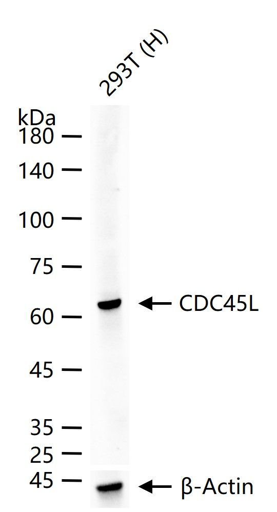 CDC45L Antibody in Western Blot (WB)