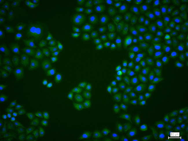 HSP105 Antibody in Immunocytochemistry (ICC/IF)