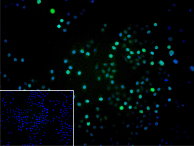 CDCA5 Antibody in Immunocytochemistry (ICC/IF)