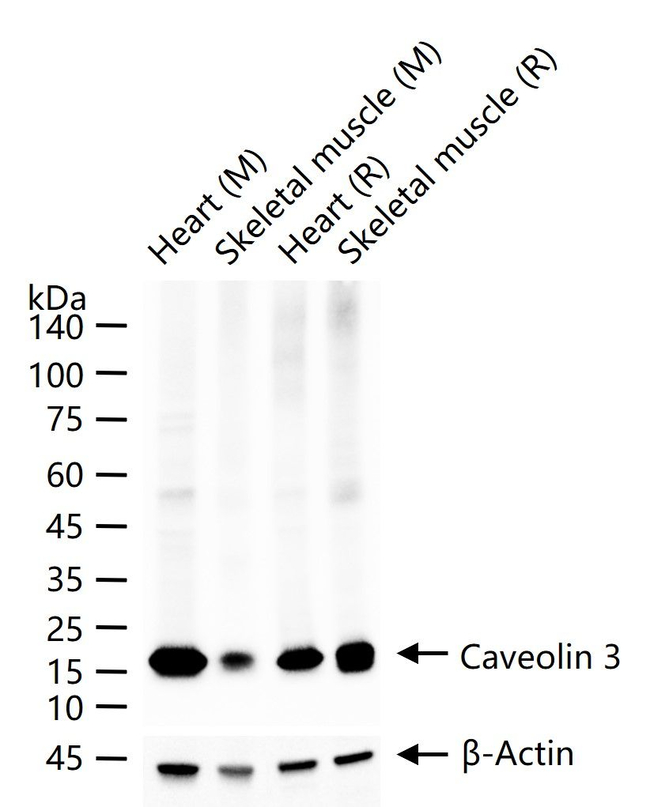 Caveolin 3 Antibody in Western Blot (WB)