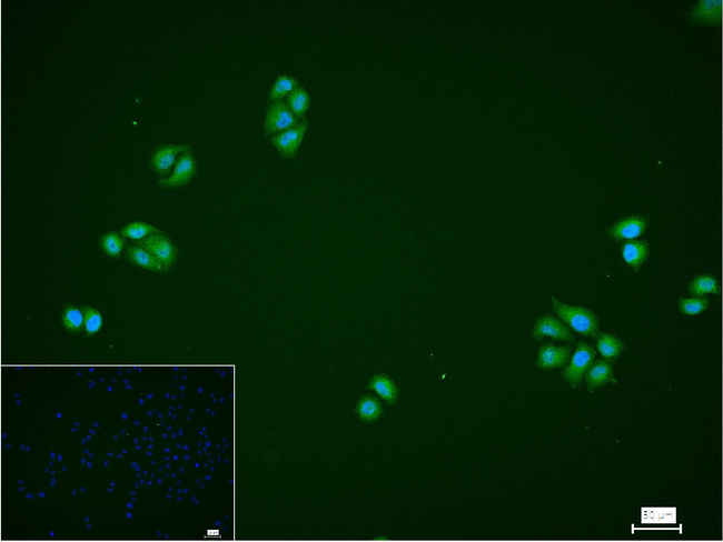 SUMO2/SUMO3 Antibody in Immunocytochemistry (ICC/IF)