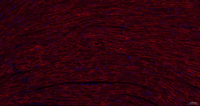 Caveolin 3 Antibody in Immunohistochemistry (Paraffin) (IHC (P))