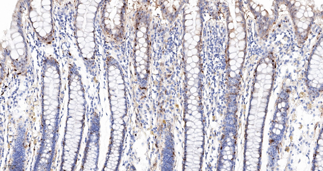 HSPA2 Antibody in Immunohistochemistry (Paraffin) (IHC (P))