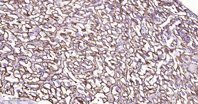 CD49e Antibody in Immunohistochemistry (Paraffin) (IHC (P))