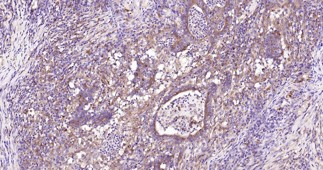 Cystatin C Antibody in Immunohistochemistry (Paraffin) (IHC (P))