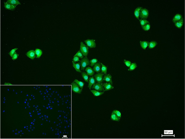 FUS Antibody in Immunocytochemistry (ICC/IF)