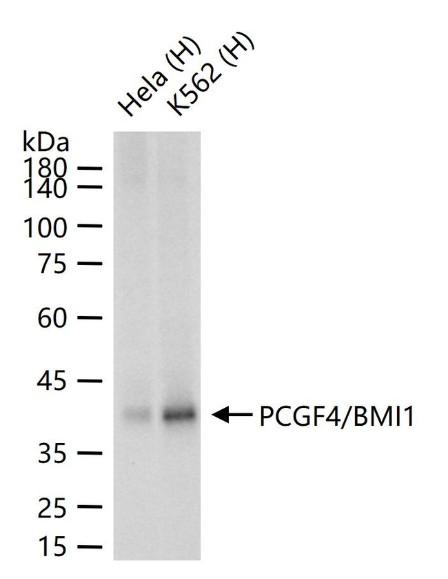 BMI-1 Antibody in Western Blot (WB)