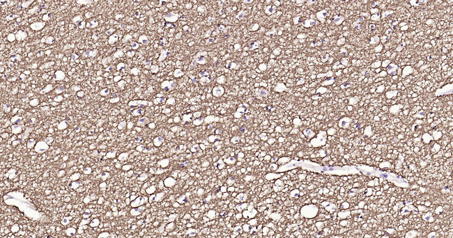 MBP Antibody in Immunohistochemistry (Paraffin) (IHC (P))