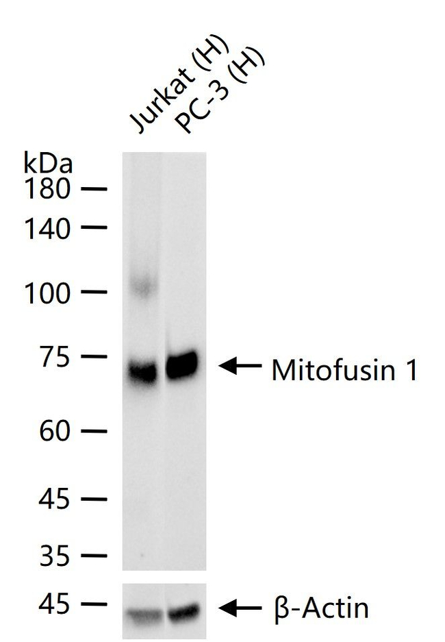MFN1 Antibody in Western Blot (WB)