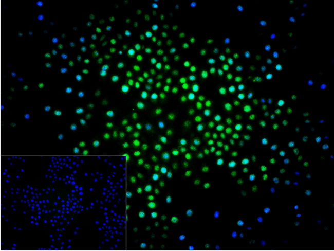 NEDD8 Antibody in Immunocytochemistry (ICC/IF)