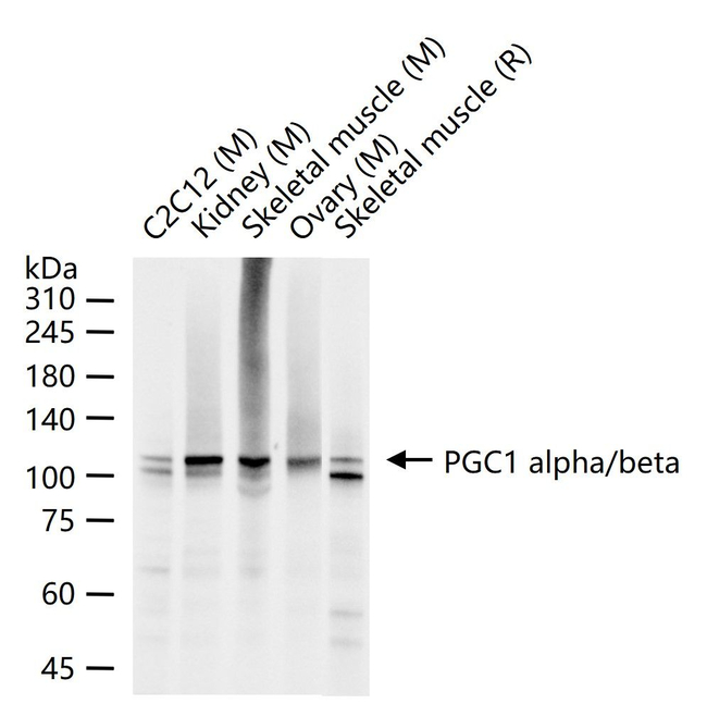 PGC1 alpha/beta Antibody in Western Blot (WB)