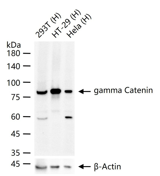 gamma Catenin Antibody in Western Blot (WB)