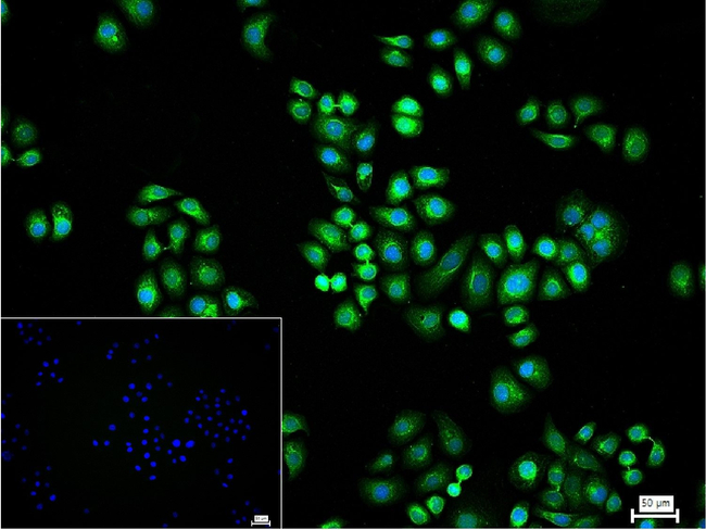 PDIA6 Antibody in Immunocytochemistry (ICC/IF)