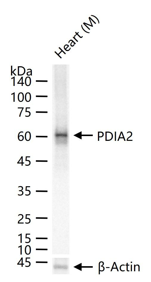 PDIA2 Antibody in Western Blot (WB)