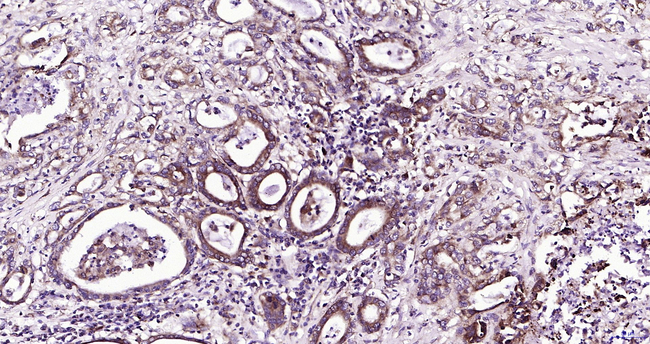Parkin Antibody in Immunohistochemistry (Paraffin) (IHC (P))