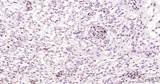 DNMT1 Antibody in Immunohistochemistry (Paraffin) (IHC (P))