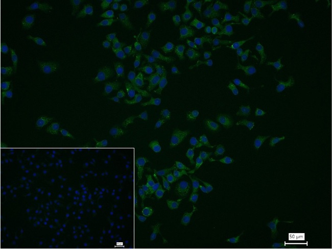 SERCA2 ATPase Antibody in Immunocytochemistry (ICC/IF)