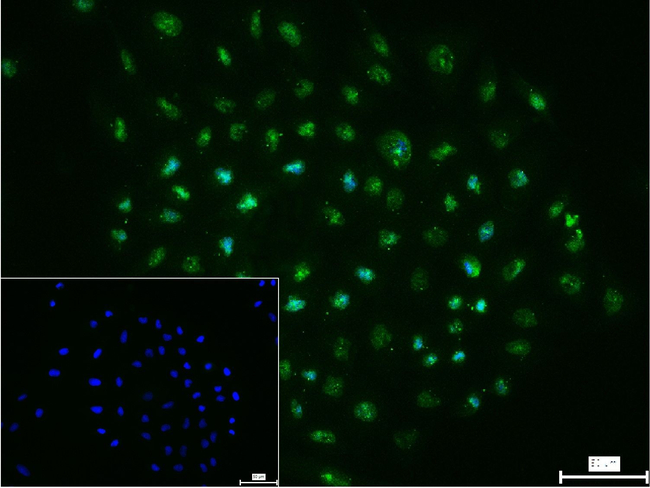 XBP1 Antibody in Immunocytochemistry (ICC/IF)