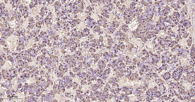 Growth Hormone Antibody in Immunohistochemistry (Paraffin) (IHC (P))