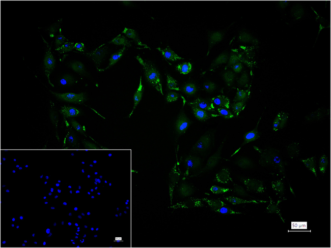 Cathepsin B Antibody in Immunocytochemistry (ICC/IF)